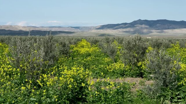 Olive orchard with yellow wildflowers in bloom. Scenic view of young olive trees and blooming field in Kakheti, Georgia, with mountains under a blue sky.