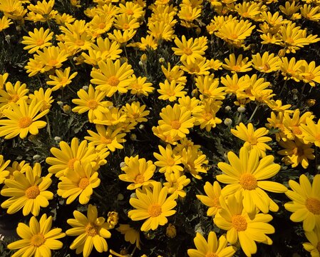 Goldmargerite, Euryops chrysanthemoides