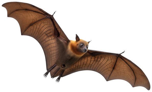 Flying Bat png Brown Fruitbat cutout Golden Flyingfox png Large Megabat cutout Realistic Chiroptera png Wild Mammal cutout Nocturnal Creature png Soaring isolated transparent background image