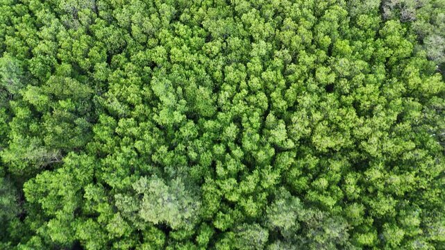 Top Down Aerial View of Lush Green Mangrove Forest at Pamekasan, Indonesia