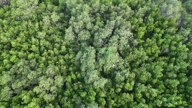 Top Down Aerial View of Lush Green Mangrove Forest with White Birds at Pamekasan, Indonesia