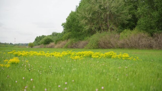 Yellow blooming cypress spurge flowers spread across wide green meadow near forest edge in soft daylight. Calm spring landscape shows wild flora and peaceful countryside nature