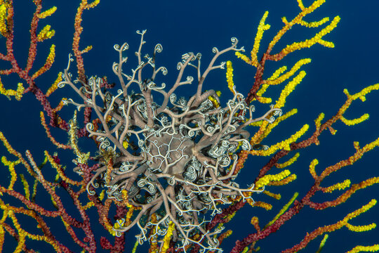 Gorgon's Head: A rare Mediterranean Basket Star (Astrospartus mediterraneus) perched on a yellow gorgonian coral, Spain