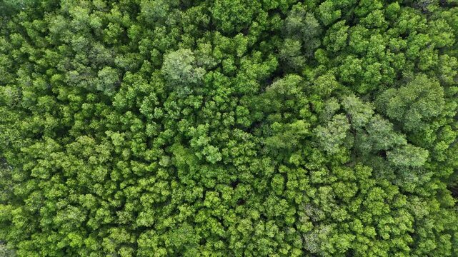Top Down Aerial View of Lush Green Mangrove Forest at Pamekasan, Indonesia