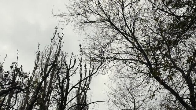 Bare tree branches against cloudy sky in forest outdoors, leafless woodland scene during cold season, natural landscape