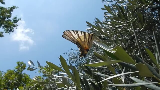 Butterfly Sail swallowtail, Scarce swallowtail, Iphiclides podalirius on branch of Olea europaea, European olive tree moved by strong wind on sunny windy weather with blue sky - close-up, slow motion.