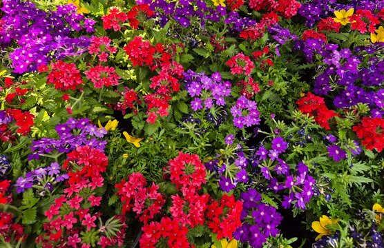 verbena