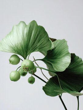 Close up of bright green ginkgo biloba leaves and small unripe fruits against a plain background