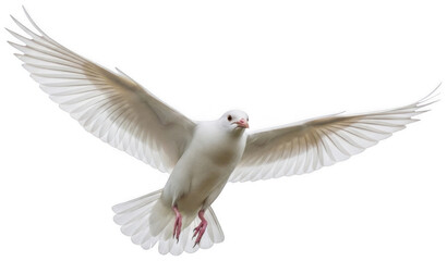 Fototapeta premium White Dove png Flying Pigeon cutout Soaring Bird png Elegant Dove cutout Peaceful Pigeon png Graceful Bird cutout Pure Dove png Avian Pigeon cutout Feathered isolated transparent background image