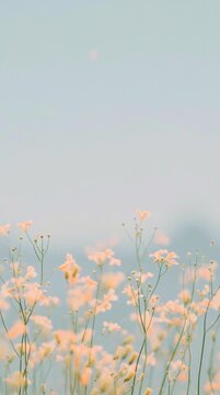 Small delicate pastel orange flowers blowing gently in the wind against a pale blue sky