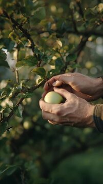 Male hands carefully picking a fresh green apple from a leafy tree branch outdoors.