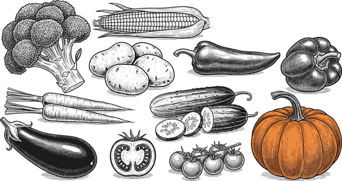 Vegetable engraving vector set with pumpkin accent. Corn, eggplant, pepper, carrot and potato sketch collection. Hand drawn vintage food illustration in monochrome style.