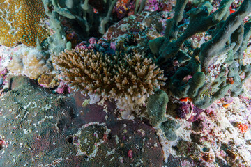 coral reef with fish © Evgenios