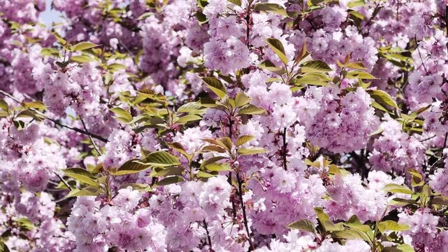 Close view of pink cherry blossoms covering tree branches with soft movement against blue sky. Peaceful spring background footage for wallpaper and screensaver in 4K Dolby Vision HDR.