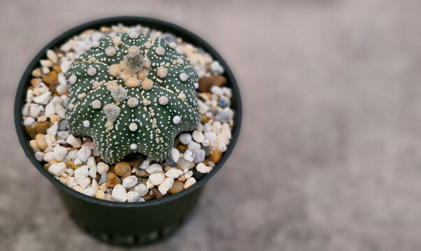 Astrophytum asterias cactus succulent with white flecks and flower bud in pot. Minimalist macro photography of exotic desert plant for home garden decor and botanical hobbyist.