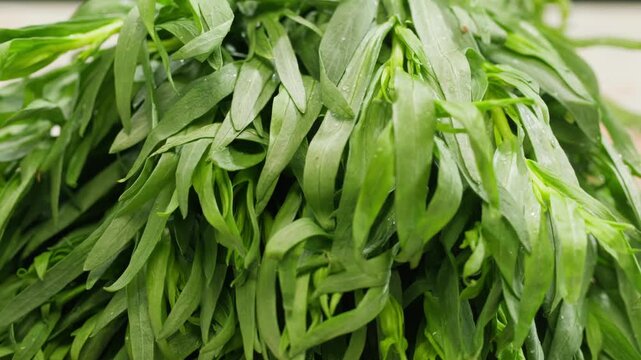 Tarragon leaves, bunch of tarragon on kitchen chef cooking dinner, middle eastern greens close up, macro. 