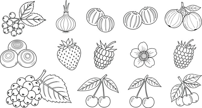 Various Fruit and Flower Sketches Including Berries, Cherries, and Onion in Vector Illustration"