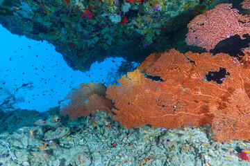 coral reef in the sea © Evgenios