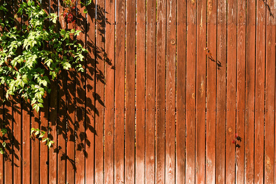 Green ivy branch spreading across brown wooden fence with vertical plank pattern. Ivy leaf covering rustic fence surface, natural garden environment, outdoor backdrop, organic plant growth