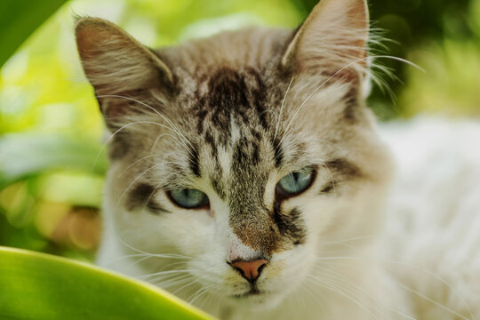 Gros plan sur un chat aux yeux bleus