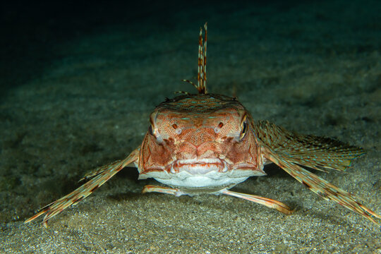 Alien of the Sea: Frontal close-up of a Flying Gurnard (Dactylopterus volitans) on the sandy seabed, Spain