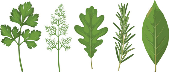 Vector illustration of assorted herbs, including parsley, dill, rosemary, and bay leaf, in a minimalist and natural design. © Md