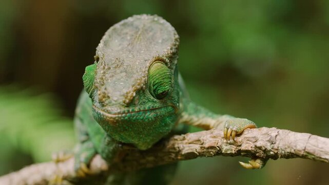 Close up of a Veiled Chameleon (Chamaeleo calyptratus) in Madagascar Tropical rainforest.