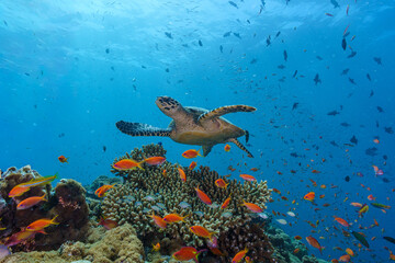 Obraz premium coral reef with turtle