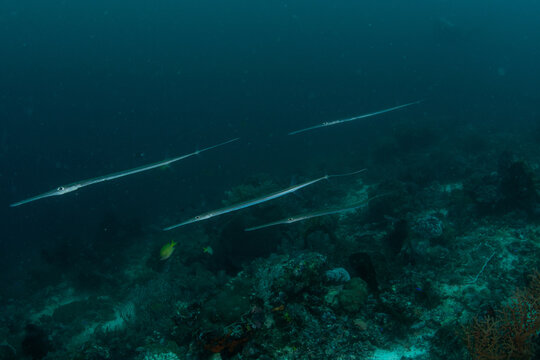 School of Cornetfish swimming over deep Komodo reef in blue tropical waters