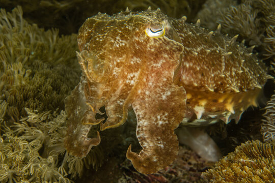 Broadclub cuttlefish (Sepia latimanus) camouflaged on coral reef in Komodo Indonesia close-up