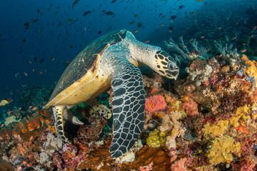 Fototapeta premium Hawksbill Sea Turtle About to Feed on Coral Reef with School of Fish in Blue Water in Komodo
