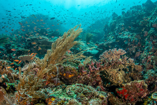 Komodo reef with mixed soft corals and dense schools of anthias fish in vibrant tropical blue water
