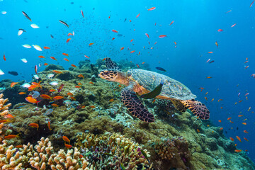 Naklejka premium coral reef with turtle