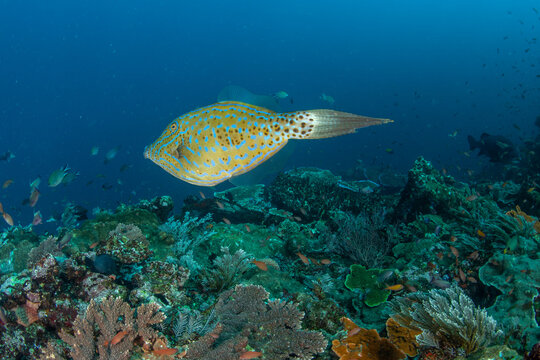 Scribbled filefish (Aluterus scriptus) swimming over coral reef in Komodo National Park Indonesia