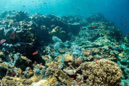 Shallow Komodo reef covered in hard corals with dense schools of anthias fish in clear tropical water