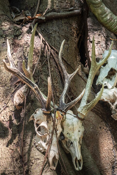 Water buffalo skulls (Bubalus bubalis) hanging on tree in Komodo National Park Indonesia