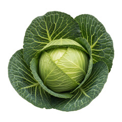 Obraz premium Fresh whole head of green cabbage with tightly wrapped leaves