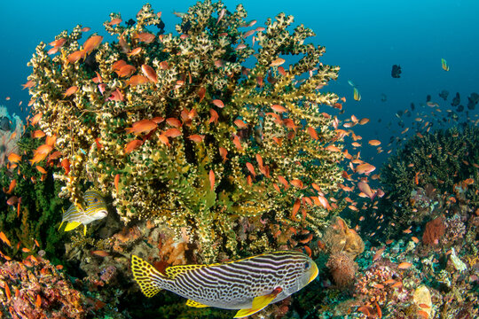 Oriental sweetlips (Plectorhinchus orientalis) close-up over green cup coral with Lyretail anthias Komodo Indonesia