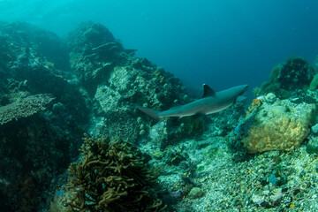 Fototapeta premium Whitetip reef shark on coral reef wide angle underwater, Komodo Indonesia