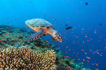 coral reef with turtle © Evgenios