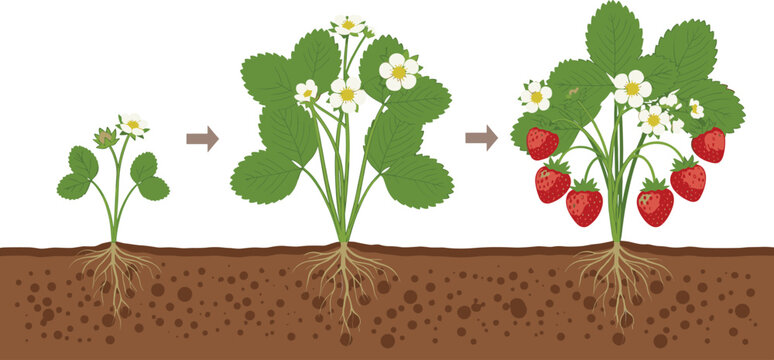 Growth Stages of Strawberry Plant with Blossoms and Fruit Development in Vector Illustration"
