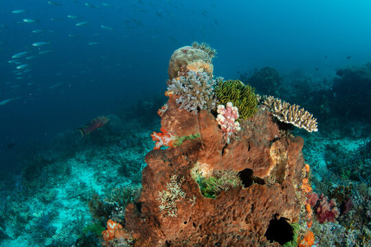 Tall coral-covered reef rock with feather star, soft and hard corals, and schooling fish in blue water, Komodo