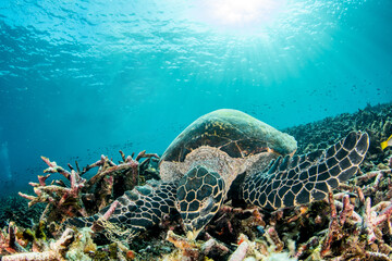 Fototapeta premium Hawksbill sea turtle feeding on vibrant coral reef rubble macro detail, Komodo Indonesia