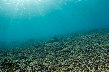 Fototapeta premium Blacktip reef shark (Carcharhinus melanopterus) swimming over coral reef in Komodo National Park Indonesia