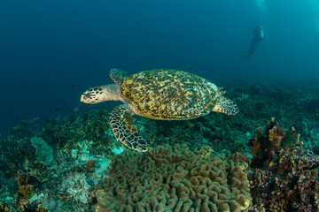 Obraz premium Hawksbill Sea Turtle Swimming Above Coral Reef with Scuba Diver in the Distance in Komodo