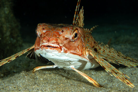 Spined Frontliner &ndash; Dactylopterus volitans on Sandy Seafloor