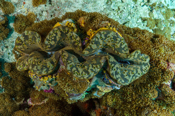 coral reef in the red sea © Evgenios