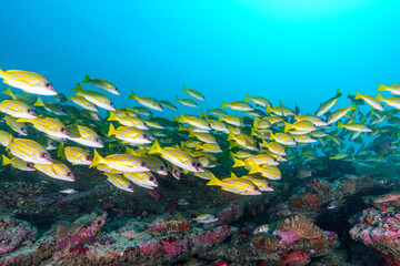 coral reef and fish © Evgenios