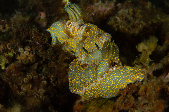 Underwater Romance: Two rare Mediterranean Gold-spotted Nudibranchs (Felimare picta) mating on a reef, Spain