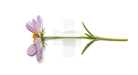 Obraz premium Single delicate white flower with yellow center on green stem